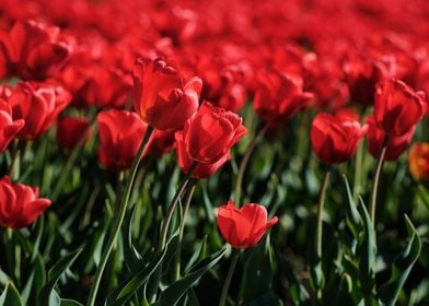 Endless Field Of Tulips