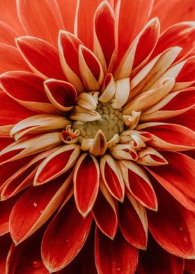 Red Petaled Flower