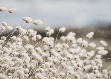 White Flower