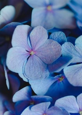 Purple Petaled Flowers