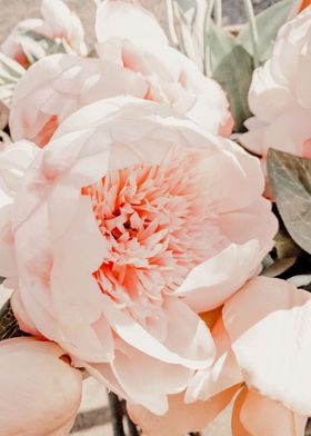 Flower in Close Up