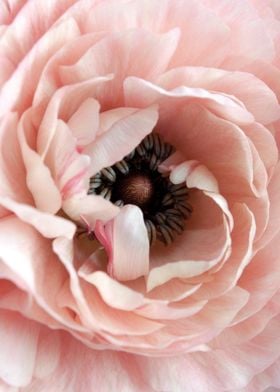 Pink Petaled Flower