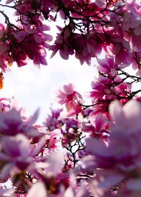 Petaled Flower Tree