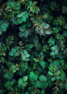 Green Plants