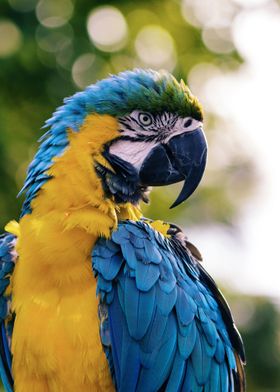 Close Up Macaw