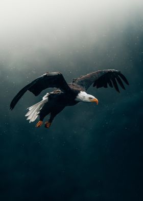 Eagle Flying