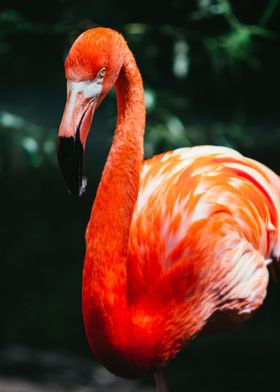 Flamingo and Orange