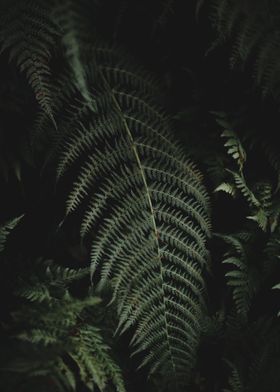 Fern Leaf