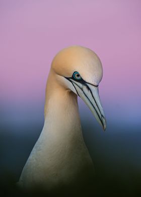 White Bird With Blue Eye