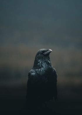 Black Bird