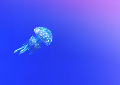 Jellyfish in space