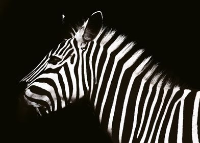 Zebra Animal