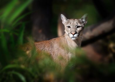 Cougar mountain lion