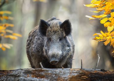 Wild boar