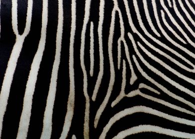 Zebra Skin