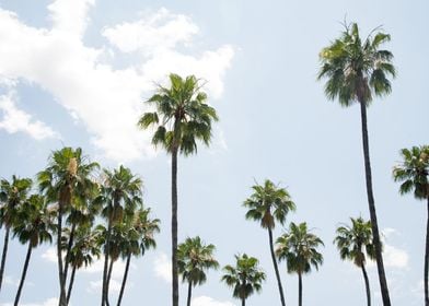 Palm Trees Beauty 7