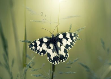 Butterfly macro meadow