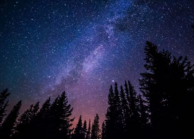 Trees Against Night Sky