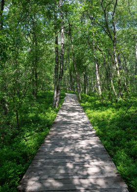 Birch forest with path