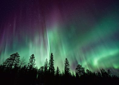 Polar Light Over Dark Tree