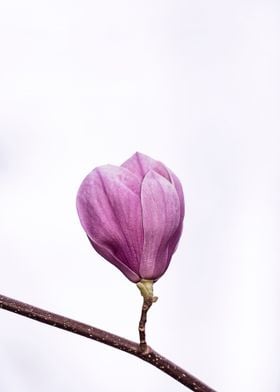 Magnolia Tree