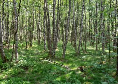 A Birch forest 