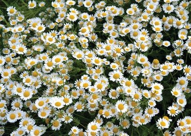 daisies in a field