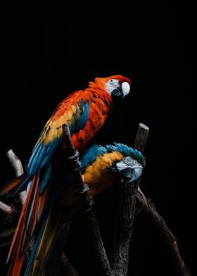 Pair of Macaw