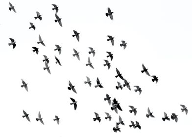 Flying Birds