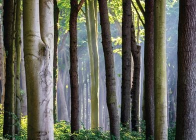 bamboo forest