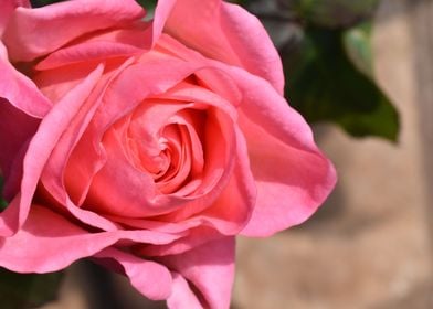 Pink rose flower