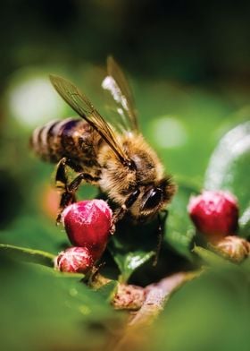 bee on a flower