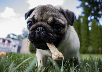 Pug with a bone