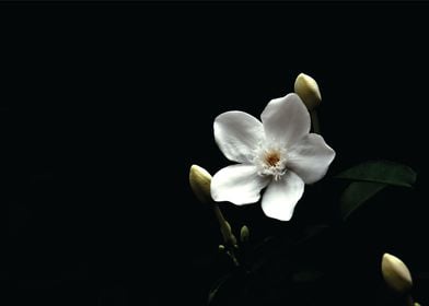 white flower on black