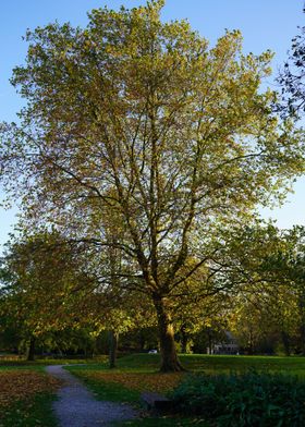 a tree with many leaves