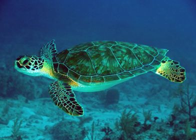 Sea Turtle Animals Ocean