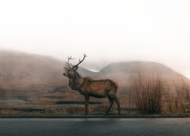 Deer on Road