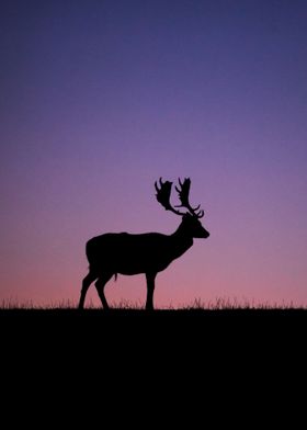 Beautiful Silhouette