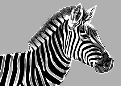 animal black and white