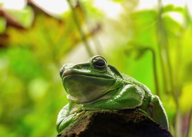 Chilling Green Tree Frog