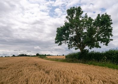 Trees in the Fields