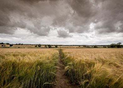 Moody Sky Over The Fields