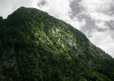 Treed Slopes of Slovenia