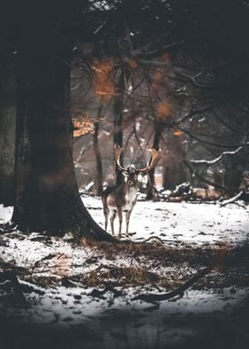 Deer in Forest