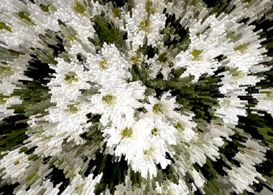 White blossom expansion