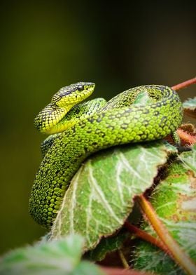 Green Snake Coiling a Leaf