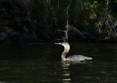 Swimming heron