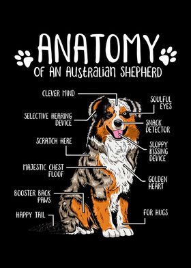 Anatomy of Dog