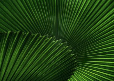 Green Palm Leaf