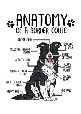 Anatomy of Dog